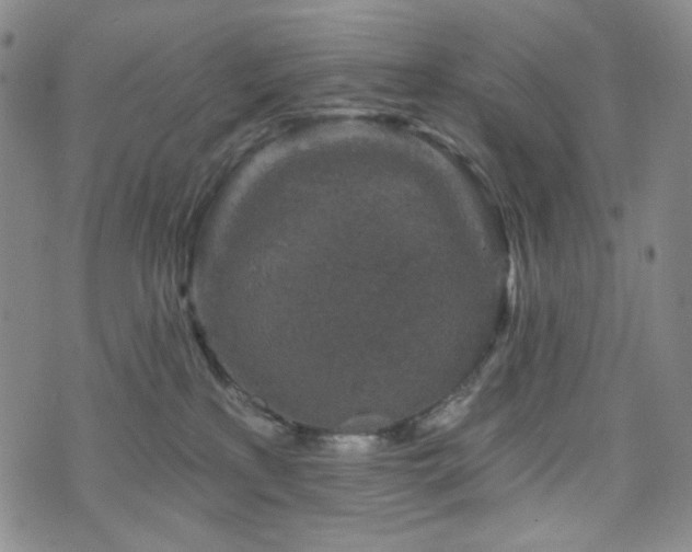 X0000071850233200606301345