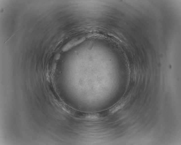 X0000071850236200606301345