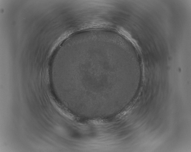 X0000071850250200606301344