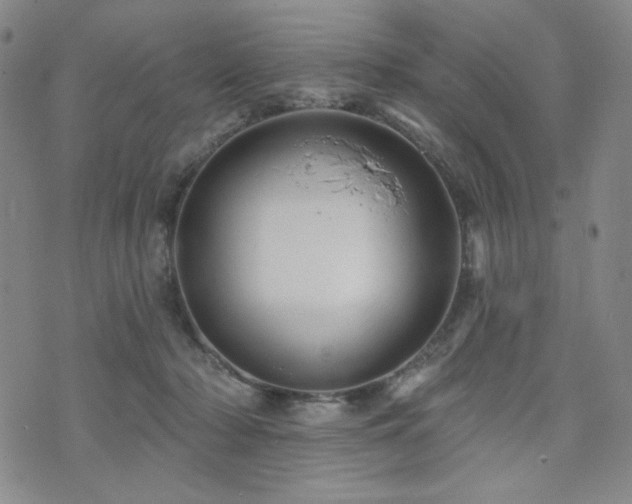 X0000071850318200606301344