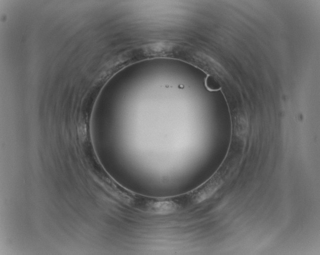 X0000071850324200606301343