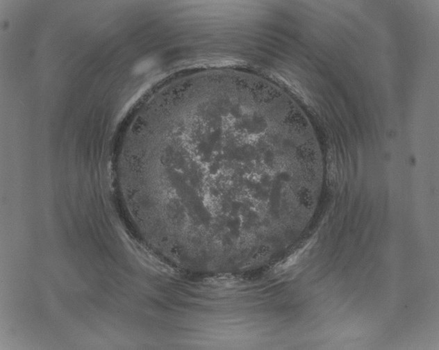 X0000071850351200606301343