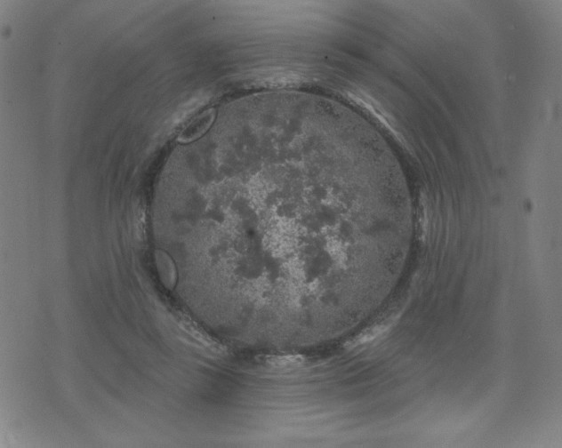 X0000071850355200606301343