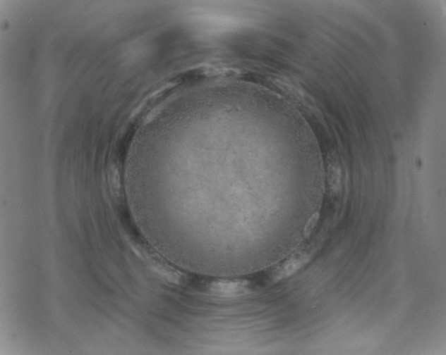 X0000071850375200606301343