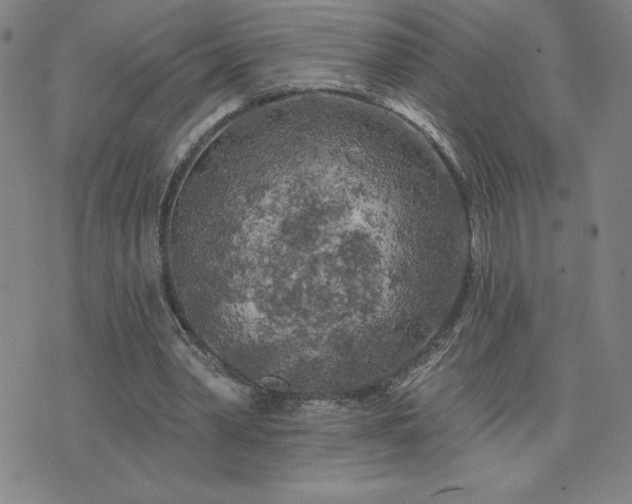 X0000071850390200606301342