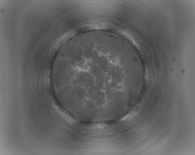 X0000071850402200606301342