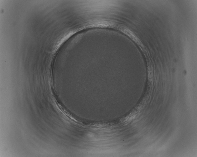 X0000071850434200606301341