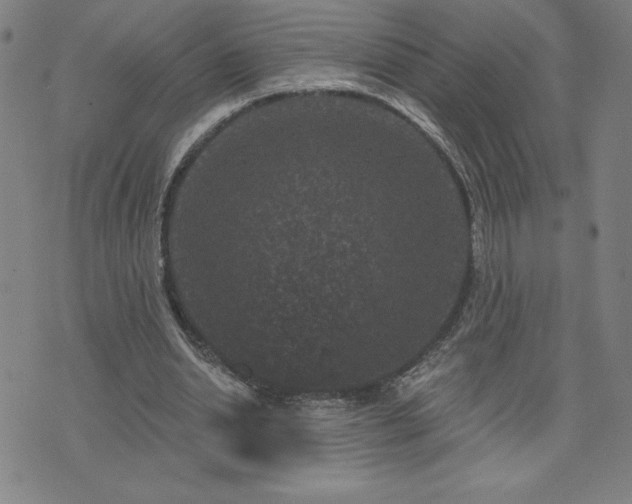 X0000071850438200606301341