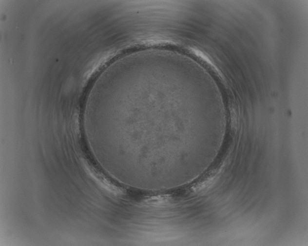 X0000071850447200606301341