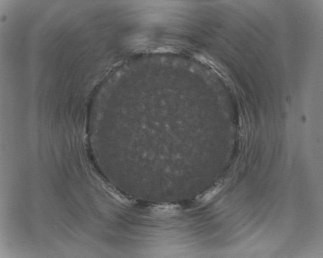 X0000071850465200606301341