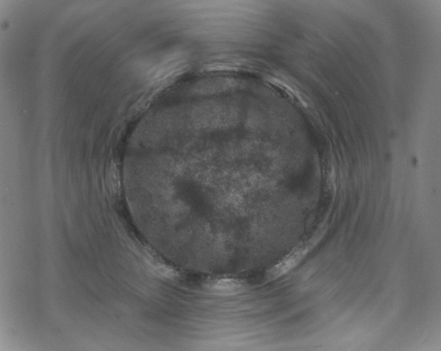 X0000071850467200606301341