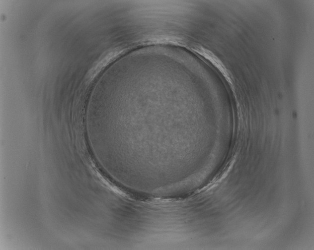 X0000071850577200606301339