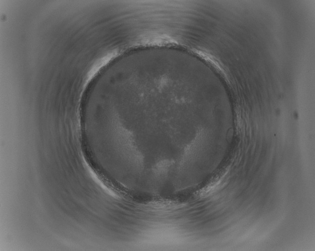 X0000071850630200606301338