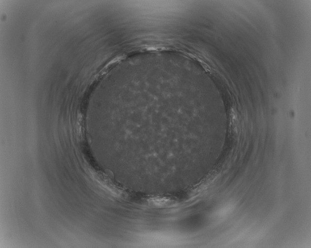 X0000071850650200606301338