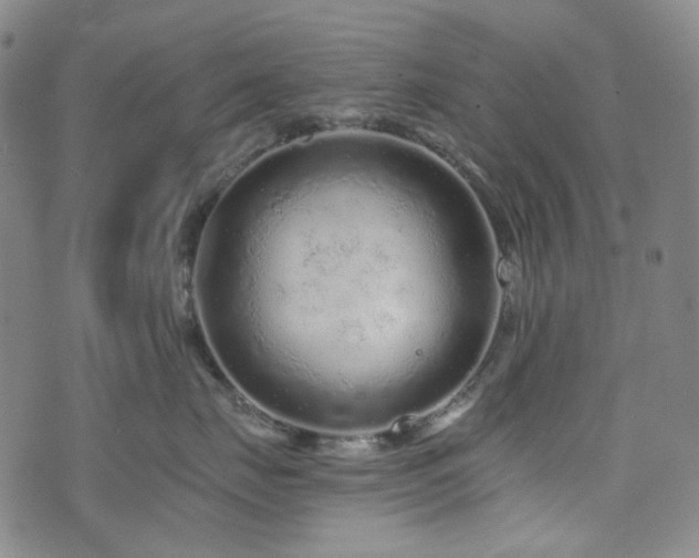 X0000071850671200606301339