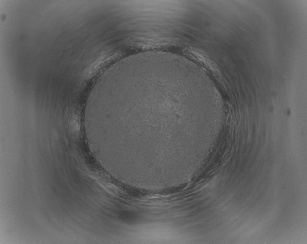 X0000071850691200606301338