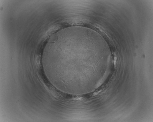 X0000071850695200606301337