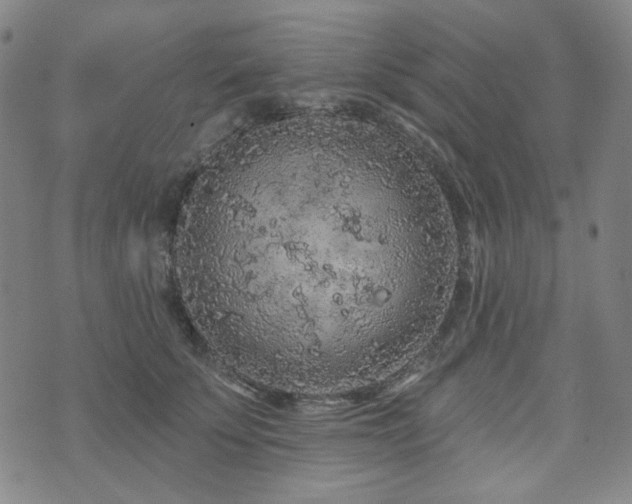 X0000071850707200606301337