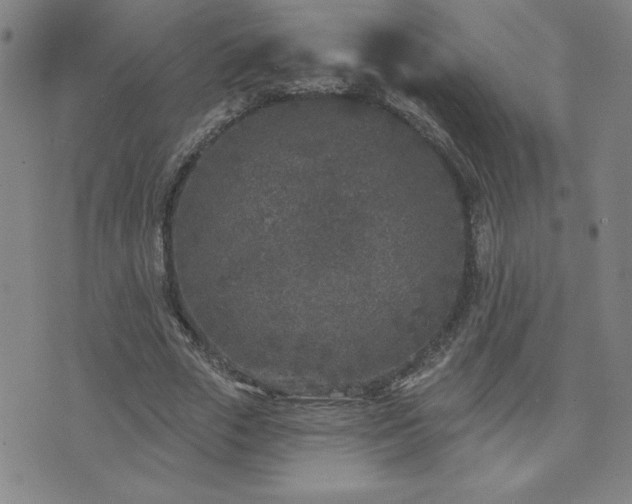 X0000071850729200606301336