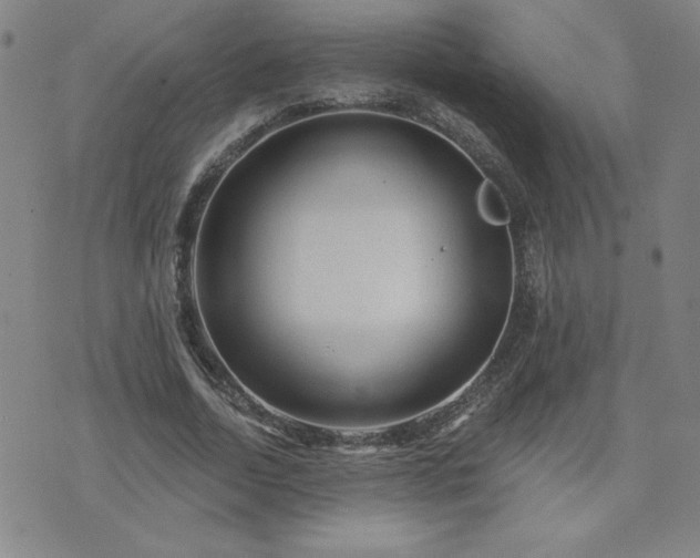 X0000071850730200606301336