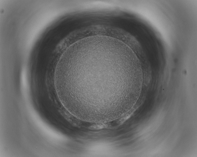 X0000071850765200606301337