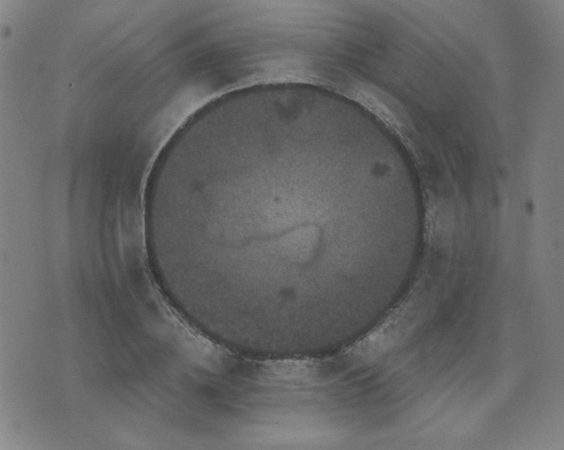 X0000071850836200606301335