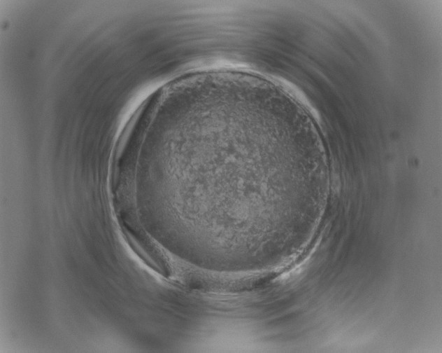 X0000071850863200606301335