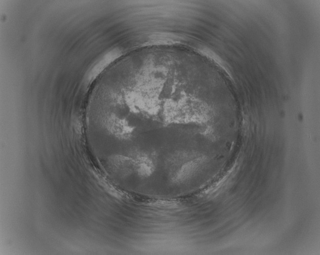 X0000071850874200606301335