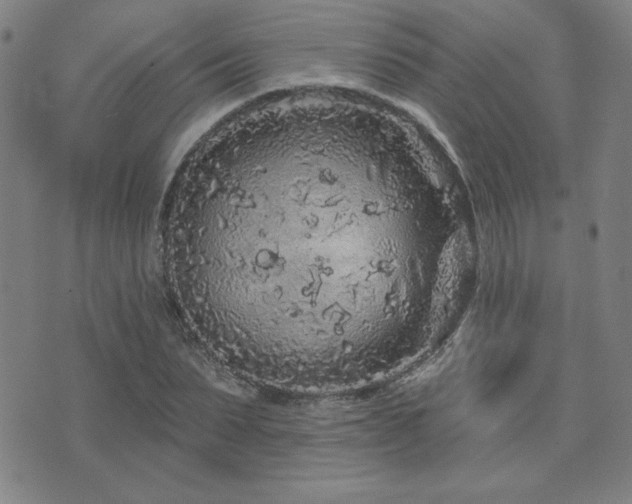 X0000071850879200606301334