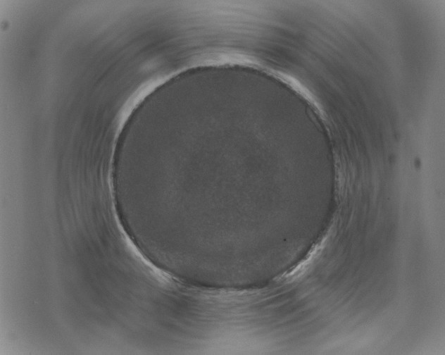 X0000071850943200606301334