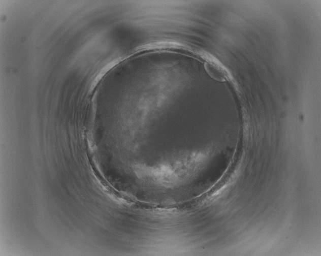 X0000071850945200606301334