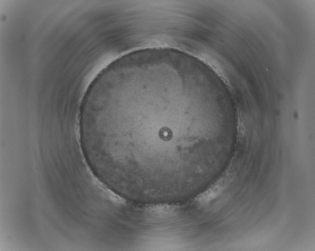 X0000071850950200606301334