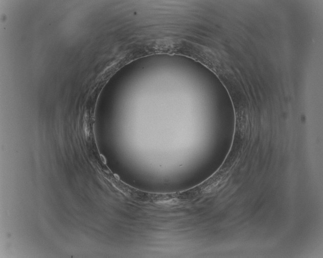 X0000071850962200606301333