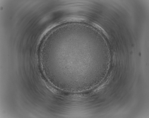 X0000071851027200606301332