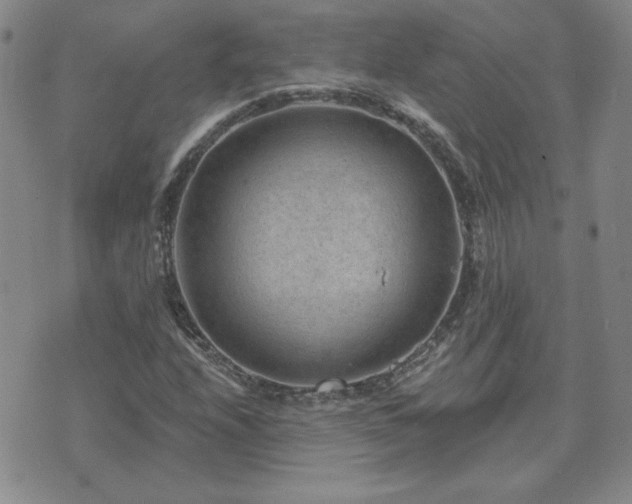 X0000071851208200606301329