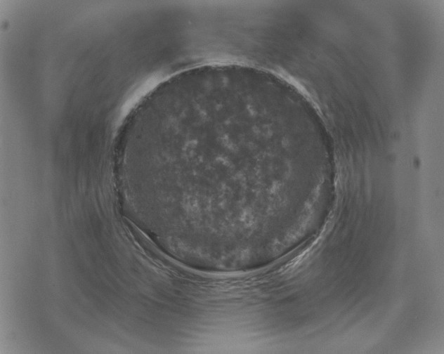 X0000071851263200606301328