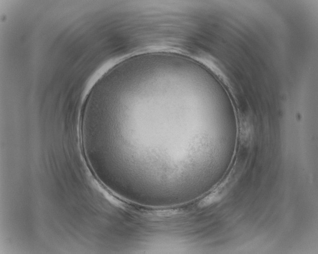 X0000071851294200606301328