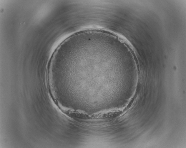 X0000071851295200606301328