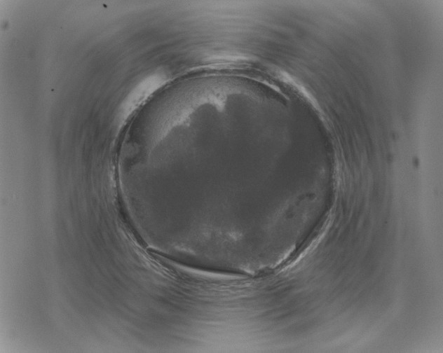 X0000071851362200606301327