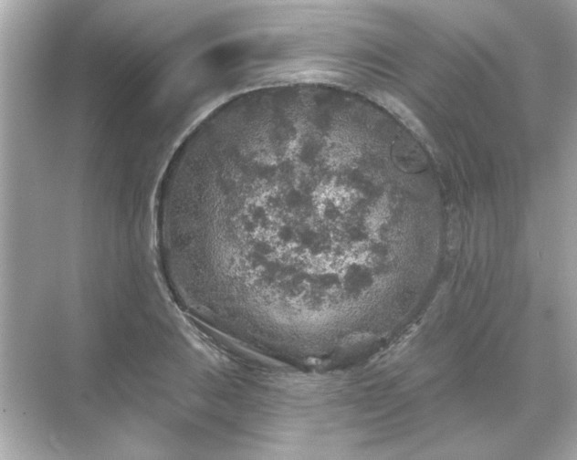 X0000071851031200607072256