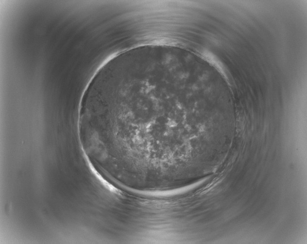 X0000071851095200607072255