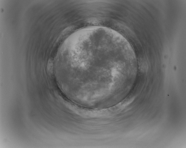 X0000071850036200607141801