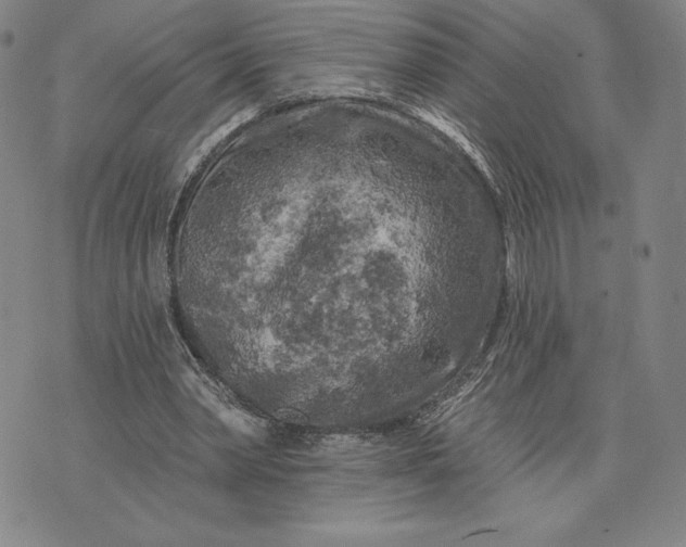 X0000071850390200607141755