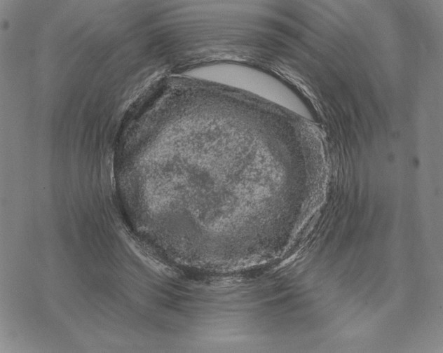 X0000071850398200607141755