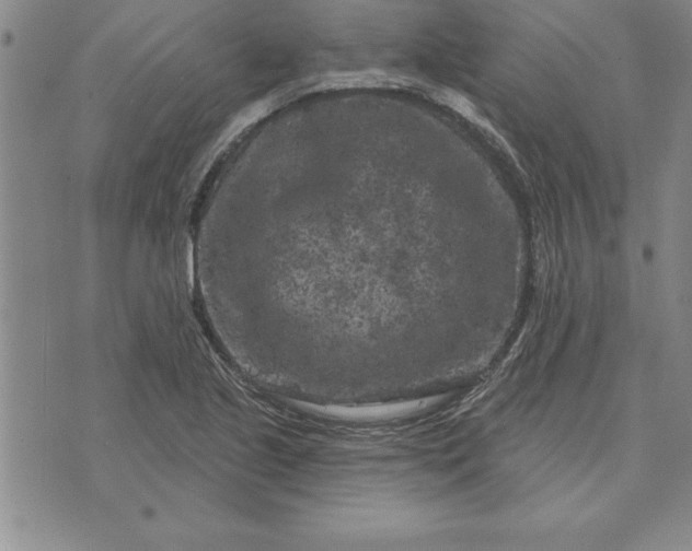 X0000071851221200607141742