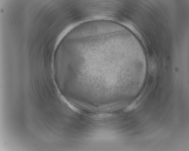 X0000071851294200607141741