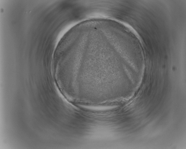 X0000071851295200607141741