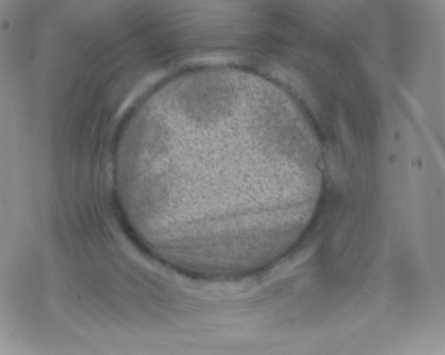 X0000071850016200607211903