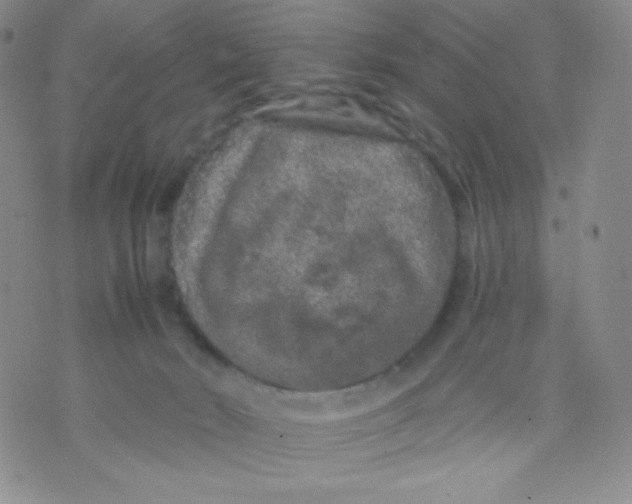 X0000071850030200607211903