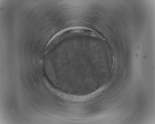 X0000071850048200607211903